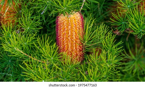 Bright Orange Banksia Flowers In Autumn, In Melbourne Australia, 