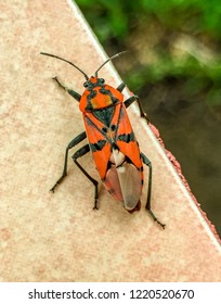 A bright orange bettle type bug.