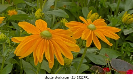 Bright Orange Blackeyed Susan Flowers