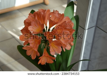 bright orange blooming clivia flower