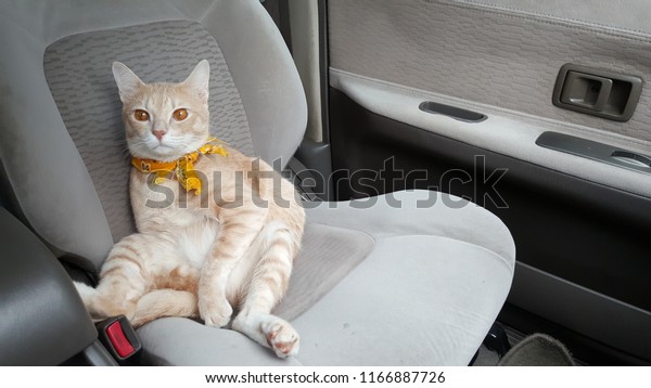 a bright orange cat wearing fabric collar who has\
orange eyes sits like a human on the seat inside a car.A pet travel\
with owner.