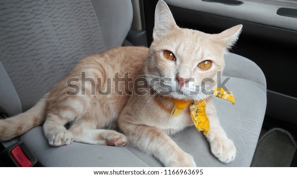 a\
bright orange cat wearing fabric collar who has orange eyes sitting\
on the seat inside a car.A pet travel with\
owner.