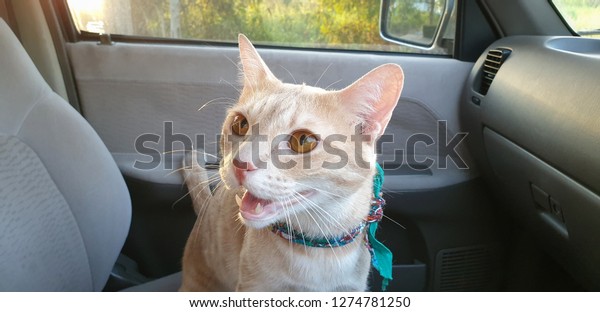 a
bright orange cat wearing fabric collar who has orange eyes sitting
on the seat inside a car.A pet travel with
owner.