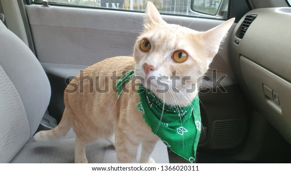 a bright orange cat wearing fabric collar who
has orange eyes standing on the seat inside a car.A pet travel with
owner. 

