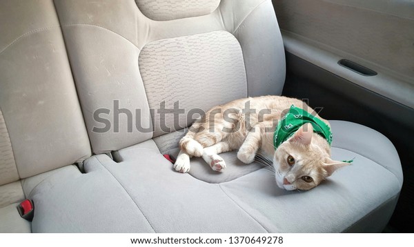 a\
bright orange cat wearing fabric collar who has orange eyes lying\
on the seat inside a car.A pet travel with owner.  \
