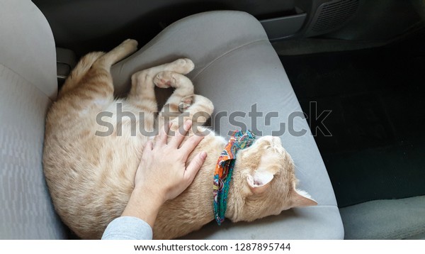a bright orange cat wearing yellow fabric\
collar sleeping on the car seat inside a car when travel with owner\
on vacation.owner\'s hand stroking a\
cat.