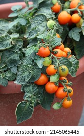 Bright Orange Cherry Tomato Fruits Ripened On A Dwarf Bush Growing In A Pot On A Summer Patio