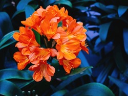 Bright Orange Clivia Flowers Burst With Color Against Dark Leaves, Showcasing The Vibrancy And Diversity Of Subtropical Flora.