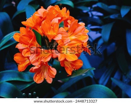 Bright orange clivia flowers burst with color against dark leaves, showcasing the vibrancy and diversity of subtropical flora.