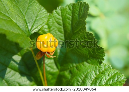Bright orange cloudberry on a background of green leaves in the forest. Cloudberry, tundra and boreal forest berry. Rubus chamaemorus, nordic berry