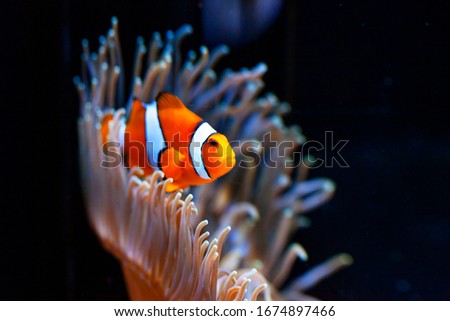 Bright orange clown fish in aquarium