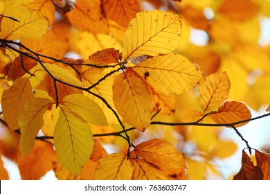 Bright orange copper beech  (Fagus sylvatica Purpurea) leaves on branches foliage. Fall nature background in warm coloures.
