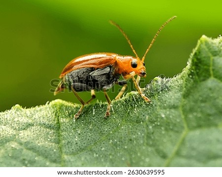Bright orange cucurbit leaf beetle perched on a textured green leaf, a vibrant macro shot of insect life
