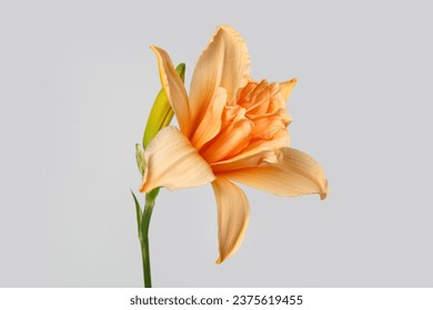 Bright orange daylily flower isolated on  gray background.
