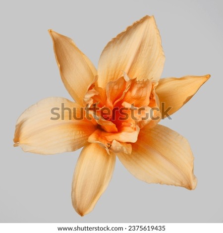 Bright orange daylily flower isolated on  gray background.