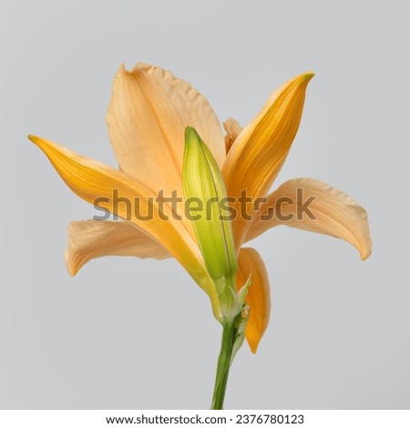 Bright orange daylily flower isolated on  gray background rear view.