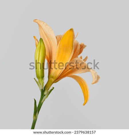 Bright orange daylily flower isolated on  gray background, back view.