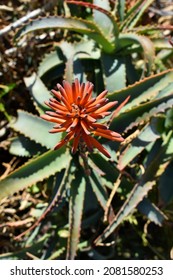 Bright orange flower head with dark points of wild Aloe arborescens (krantz aloe, candelabra aloe) in blurry background of leaves of plant. In the middle of the flower head there are closed petals