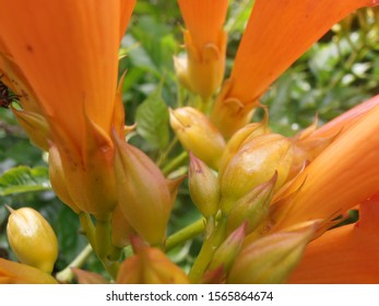 Bright Orange Flowers and Buds