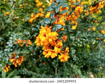 Bright orange flowers and glossy, dark green foliage of Berberis darwinii