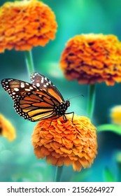 Bright Orange Flowers And Monarch Butterfly In The Summer Garden. Magical Macro Image.