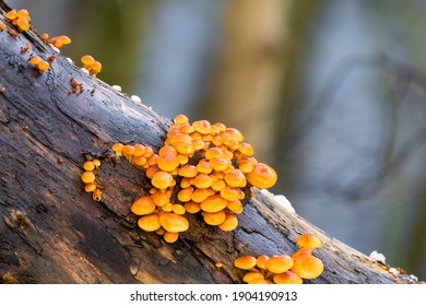 orange fungus on tree australia