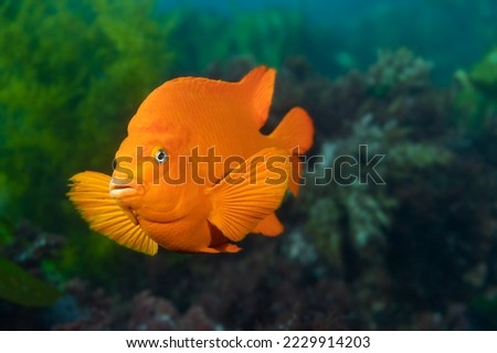 A bright orange garibaldi fish swims through its natural habitat of kelp and curiously checks me out.