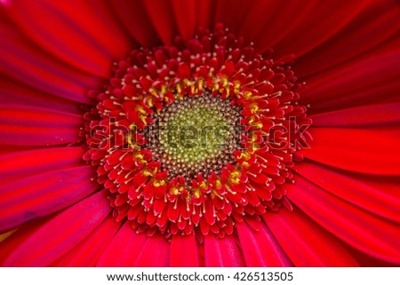 Similar – Gerbera