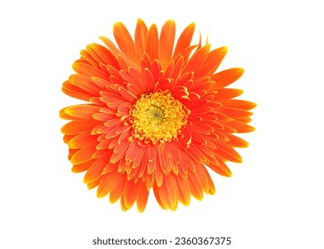 Bright orange Gerbera flowers heads isolated on white background with clipping path. Blooming Gerbera flower, Top view,no shadows. Closeup. - Shutterstock ID 2360367375