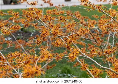 Bright orange 
Hamamelis x intermedia Aphrodite flowers in winter