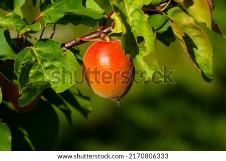 Similar – Image, Stock Photo ripe apple on a tree Apple