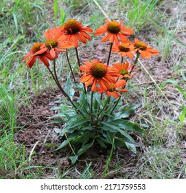 A Bright Orange Kismet Coneflower Plant