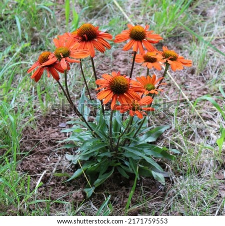A Bright Orange Kismet Coneflower Plant