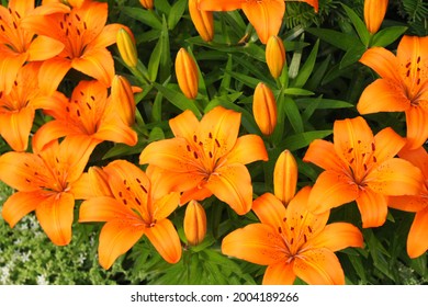 Bright orange lily flowers. Orange lily flower in full bloom. Charming lily flowers with long stamens. - Powered by Shutterstock