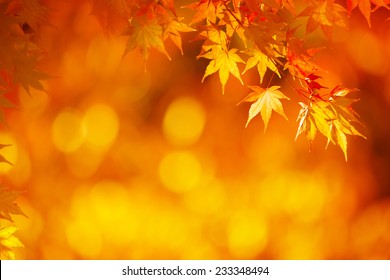 Bright orange maple leafs in mid autumn sunset. 