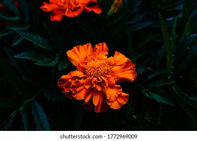 Bright orange marigold flower with a dark green foliage background. Macro image. - Powered by Shutterstock