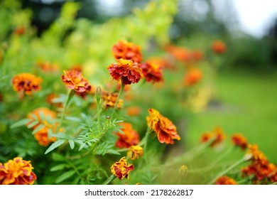 Bright orange marigold flowers in a backyard garden in autumn. Fall season. Decorative flowers outdoors. - Powered by Shutterstock