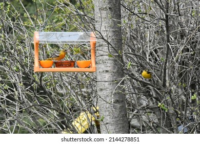 Bright Orange Oriole In Orange Bird Feeder With Fresh Oranges In Front Of Bare Tree Branches