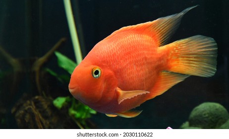 7,408 Orange Cichlid Images, Stock Photos & Vectors | Shutterstock