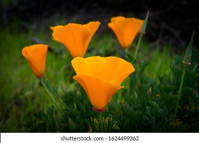 Bright Orange Poppies- California State Flower