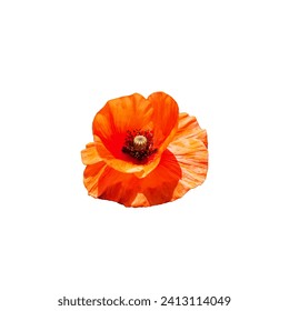 A bright orange poppy flower isolated on a white background. - Powered by Shutterstock