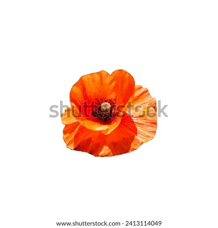 A bright orange poppy flower isolated on a white background.