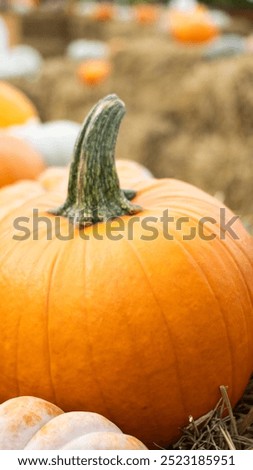 Bright orange pumpkins atop golden hay reflect the true essence of the delightful fall harvest season