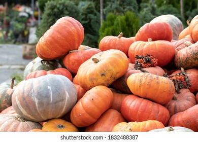 Bright orange pumpkins stacked in a large heap at the autumn fair of agricultural products of the autumn harvest.