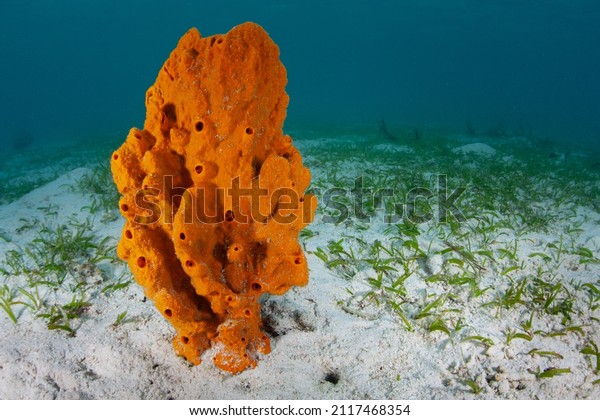 A bright orange sponge grows amid a\
seagrass bed in Indonesia. Sponges are filter feeders and are\
commonly found in all marine\
environments.