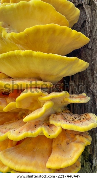 A bright orange sulpher\
shelf fungus close up. Laetiporus Sulphureus Bracket Fungus growing\
on a tree. Yellow Woody Shelves. Commonly known as the hen of the\
woods.