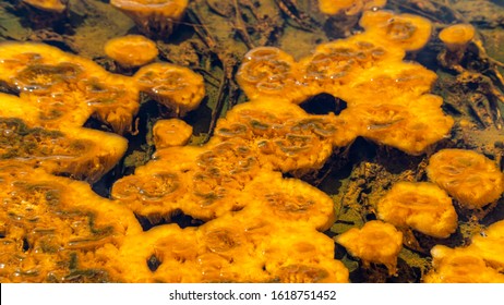 A Bright Orange Thermophile Colony 