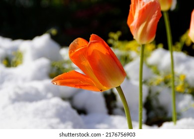 a bright orange tulip covered with droplets of melted snow on a sunny april day when the winter came back for a while                               