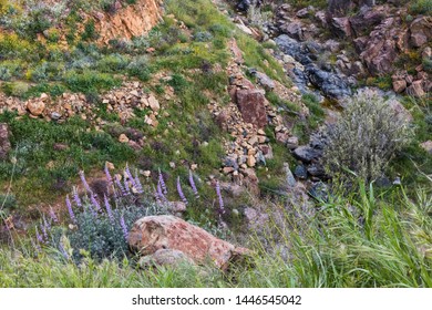 Bright orange vibrant vivid golden California poppies and wild purple mountain lupine, seasonal spring native plants, wildflowers in springtime super bloom