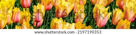 Bright orange and yellow tulips mass planted in a spring garden, Skagit Valley, WA
